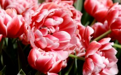 Desktop wallpaper. Flowers. ID:68617