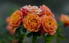 Desktop wallpaper. Flowers. ID:68618