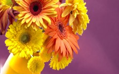 Desktop wallpaper. Flowers. ID:68619