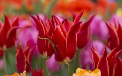 Desktop wallpaper. Flowers. ID:68620
