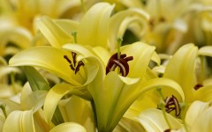 Desktop wallpaper. Flowers. ID:68621