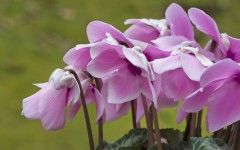 Desktop wallpaper. Flowers. ID:68622