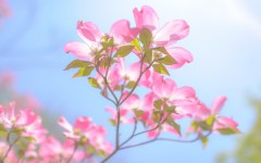 Desktop wallpaper. Flowers. ID:68623