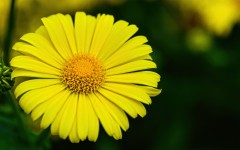 Desktop wallpaper. Flowers. ID:68624