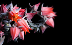 Desktop wallpaper. Flowers. ID:68626