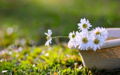 Desktop wallpaper. Flowers. ID:68627