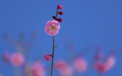 Desktop image. Flowers. ID:68628