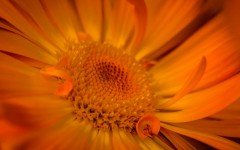 Desktop wallpaper. Flowers. ID:68632