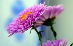 Desktop wallpaper. Flowers. ID:68633