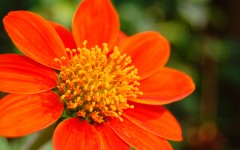 Desktop wallpaper. Flowers. ID:68635