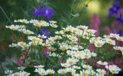 Desktop wallpaper. Flowers. ID:78848