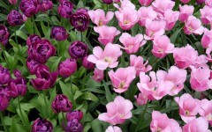 Desktop wallpaper. Flowers. ID:78868