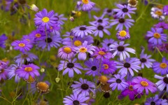 Desktop wallpaper. Flowers. ID:78869
