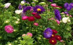 Desktop wallpaper. Flowers. ID:78870
