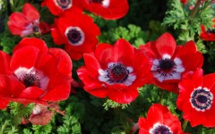 Desktop wallpaper. Flowers. ID:78874