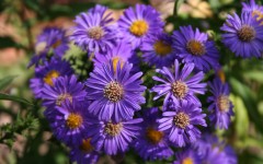 Desktop wallpaper. Flowers. ID:78875