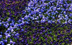 Desktop wallpaper. Flowers. ID:78877