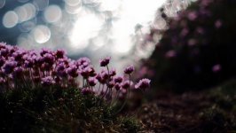 Desktop wallpaper. Flowers. ID:93452
