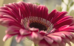 Desktop wallpaper. Flowers. ID:79393