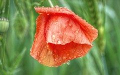 Desktop wallpaper. Flowers. ID:79718