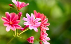 Desktop wallpaper. Flowers. ID:79912