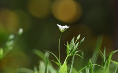 Desktop wallpaper. Flowers. ID:79974