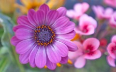 Desktop wallpaper. Flowers. ID:80037
