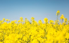 Desktop wallpaper. Flowers. ID:80386