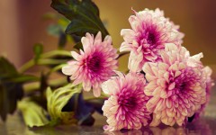 Desktop wallpaper. Flowers. ID:80431