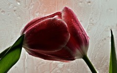 Desktop wallpaper. Flowers. ID:80698