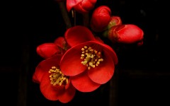 Desktop wallpaper. Flowers. ID:80811