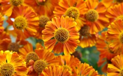 Desktop wallpaper. Flowers. ID:80879