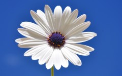 Desktop wallpaper. Flowers. ID:81013