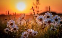 Desktop wallpaper. Flowers. ID:81020