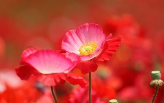 Desktop wallpaper. Flowers. ID:81066