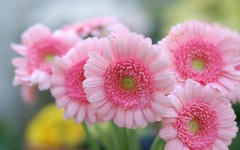 Desktop wallpaper. Flowers. ID:81100