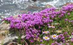 Desktop wallpaper. Flowers. ID:81171