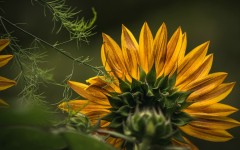Desktop wallpaper. Flowers. ID:81175