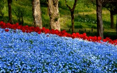 Desktop wallpaper. Flowers. ID:81193