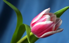 Desktop wallpaper. Flowers. ID:81203