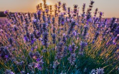 Desktop wallpaper. Flowers. ID:81206