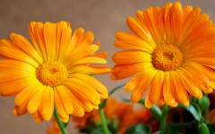 Desktop wallpaper. Flowers. ID:81207