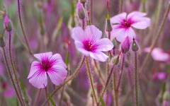 Desktop wallpaper. Flowers. ID:81250