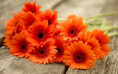 Desktop wallpaper. Flowers. ID:81361