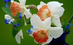 Desktop wallpaper. Flowers. ID:81362