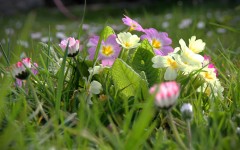 Desktop wallpaper. Flowers. ID:81384