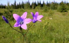 Desktop wallpaper. Flowers. ID:81422