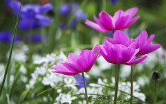 Desktop wallpaper. Flowers. ID:81594