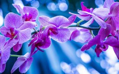 Desktop wallpaper. Flowers. ID:81905