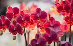 Desktop wallpaper. Flowers. ID:81912